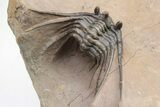 Kettneraspis Trilobite With Long Occipital - Lghaft, Morocco #226056-4